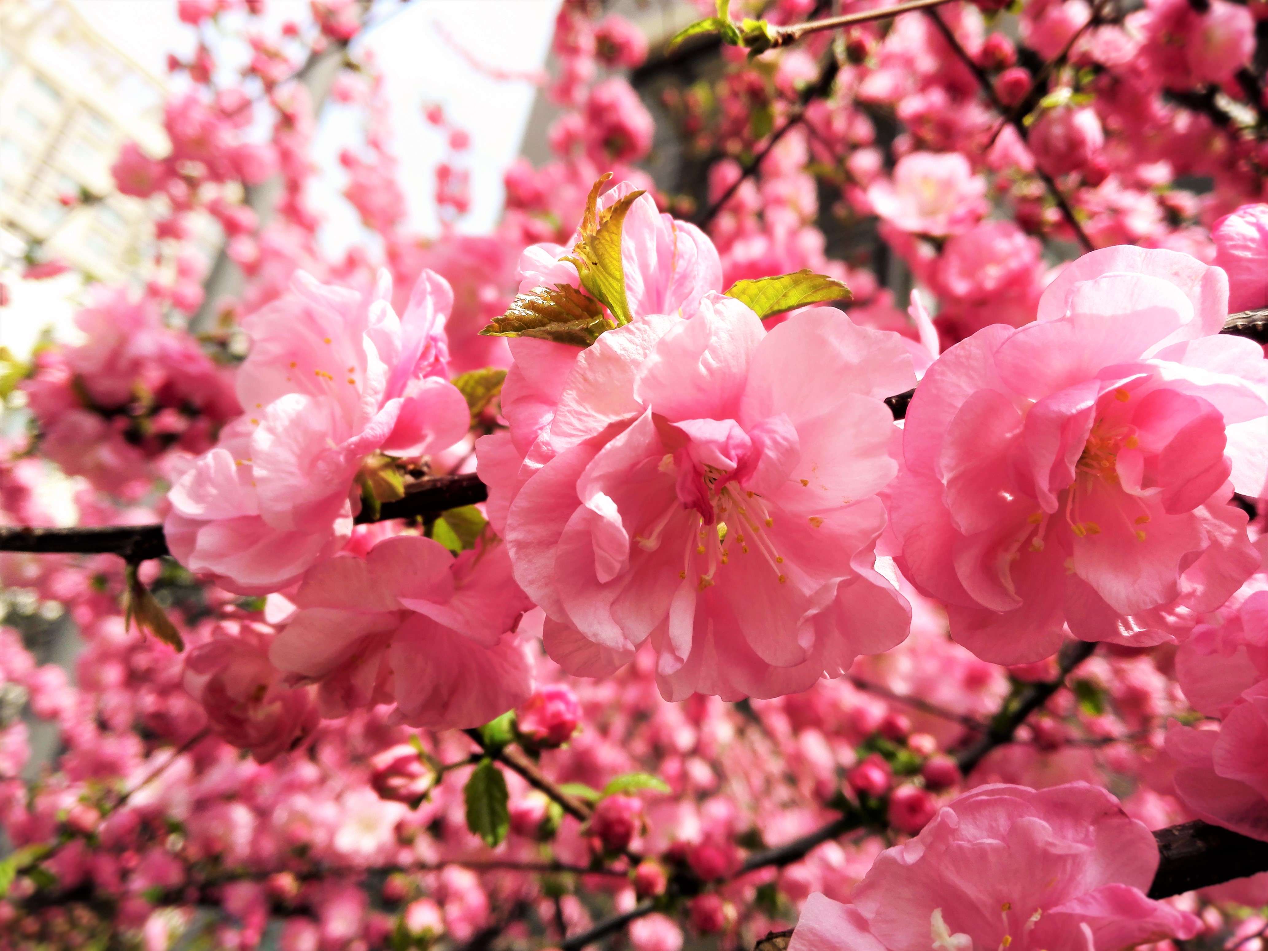 花。。。