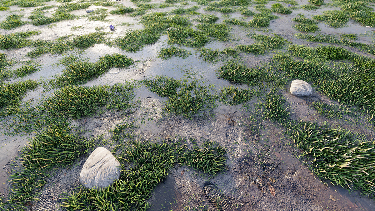 教你如何用Lumion10做雨后泥潭草地